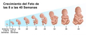 evolución del feto en el útero