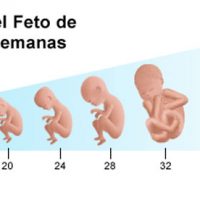 evolución del feto en el útero