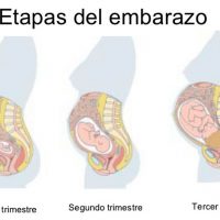 Segundo trimestre de embarazo, semana 13